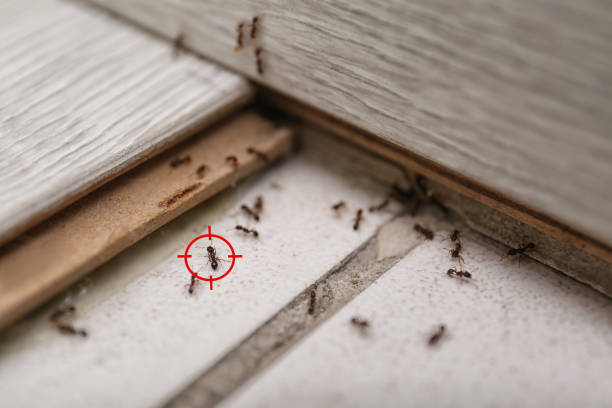 Best Termite Control Services  in Fruit Heights, UT