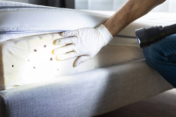 Trusted Fruit Heights, UT Pest Control Experts