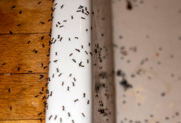 Best Affordable Pest Control Services  in Fruit Heights, UT